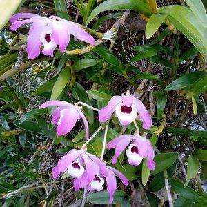 1 Orchid Rooted Cuttings Plant Dendrobium Pink Flower Starter (No ship to CA,HI)